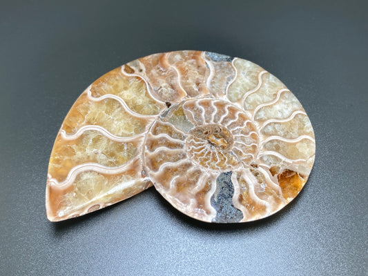 Polished Ammonite Fossil