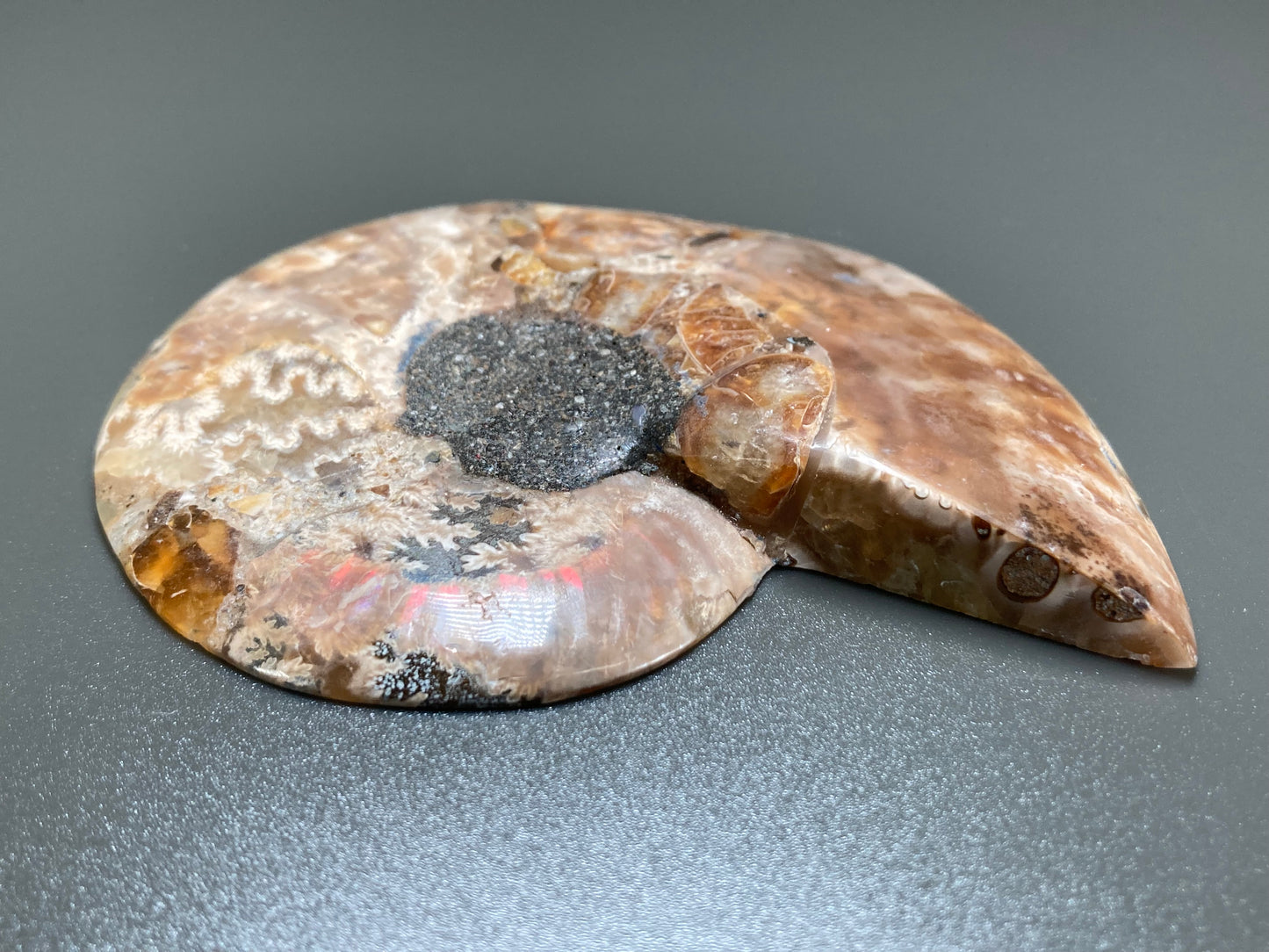 Polished Ammonite Fossil