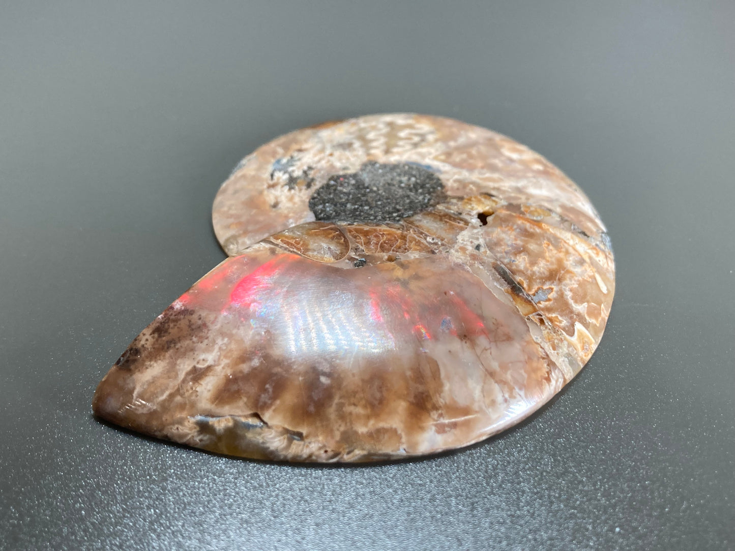 Polished Ammonite Fossil