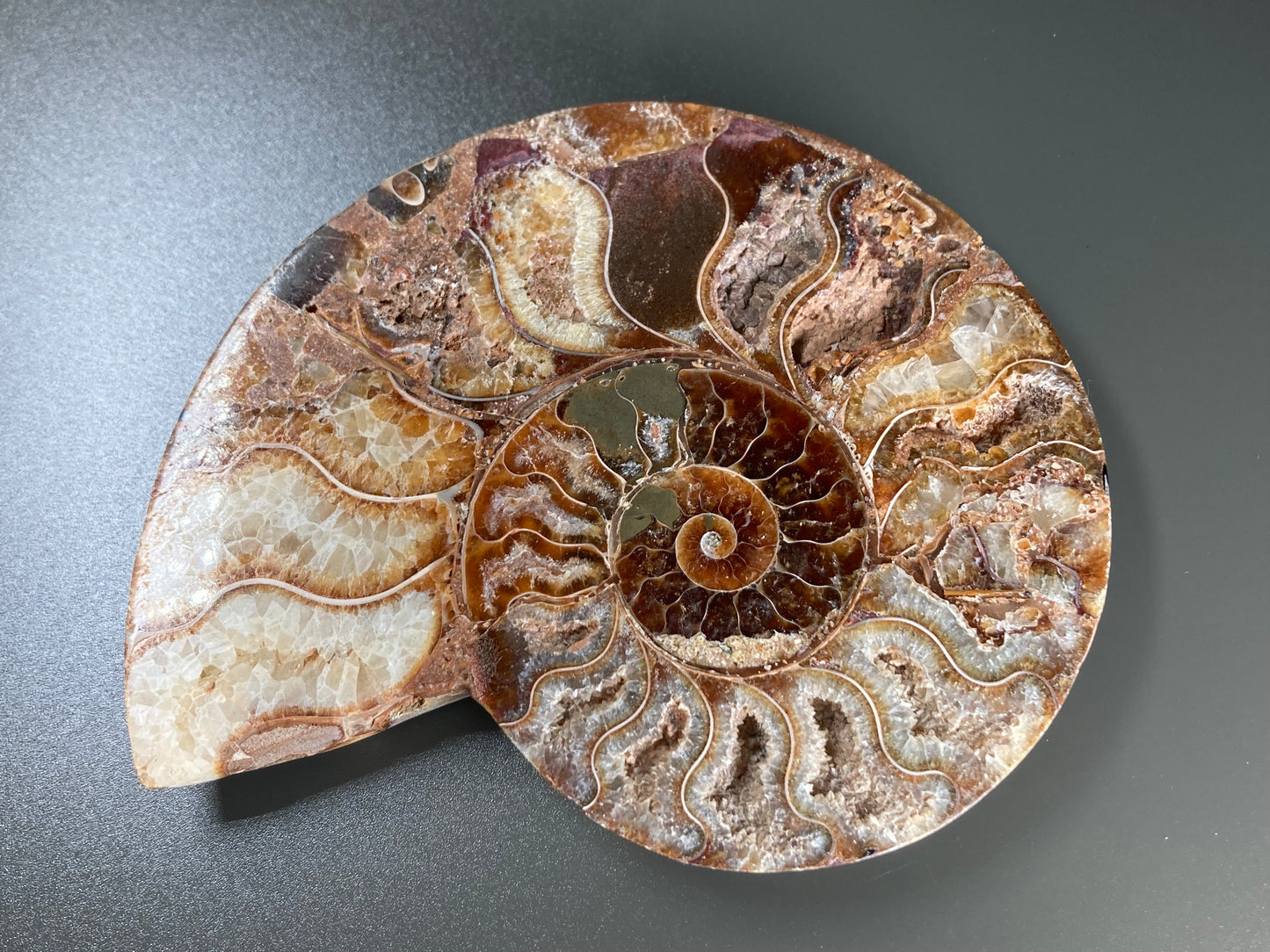 Polished Ammonite Fossil