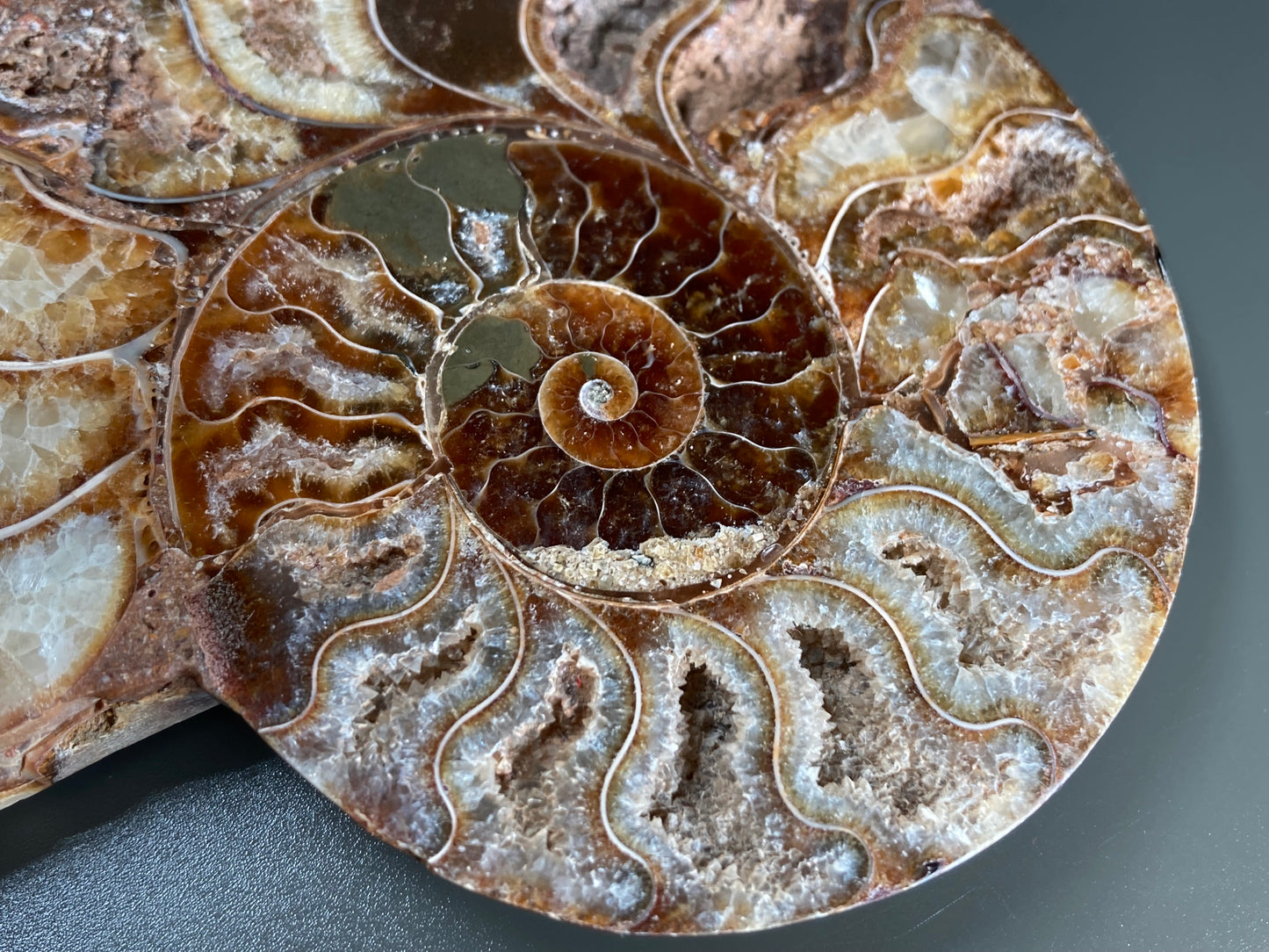 Polished Ammonite Fossil