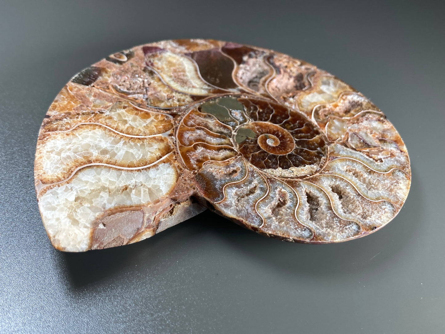 Polished Ammonite Fossil