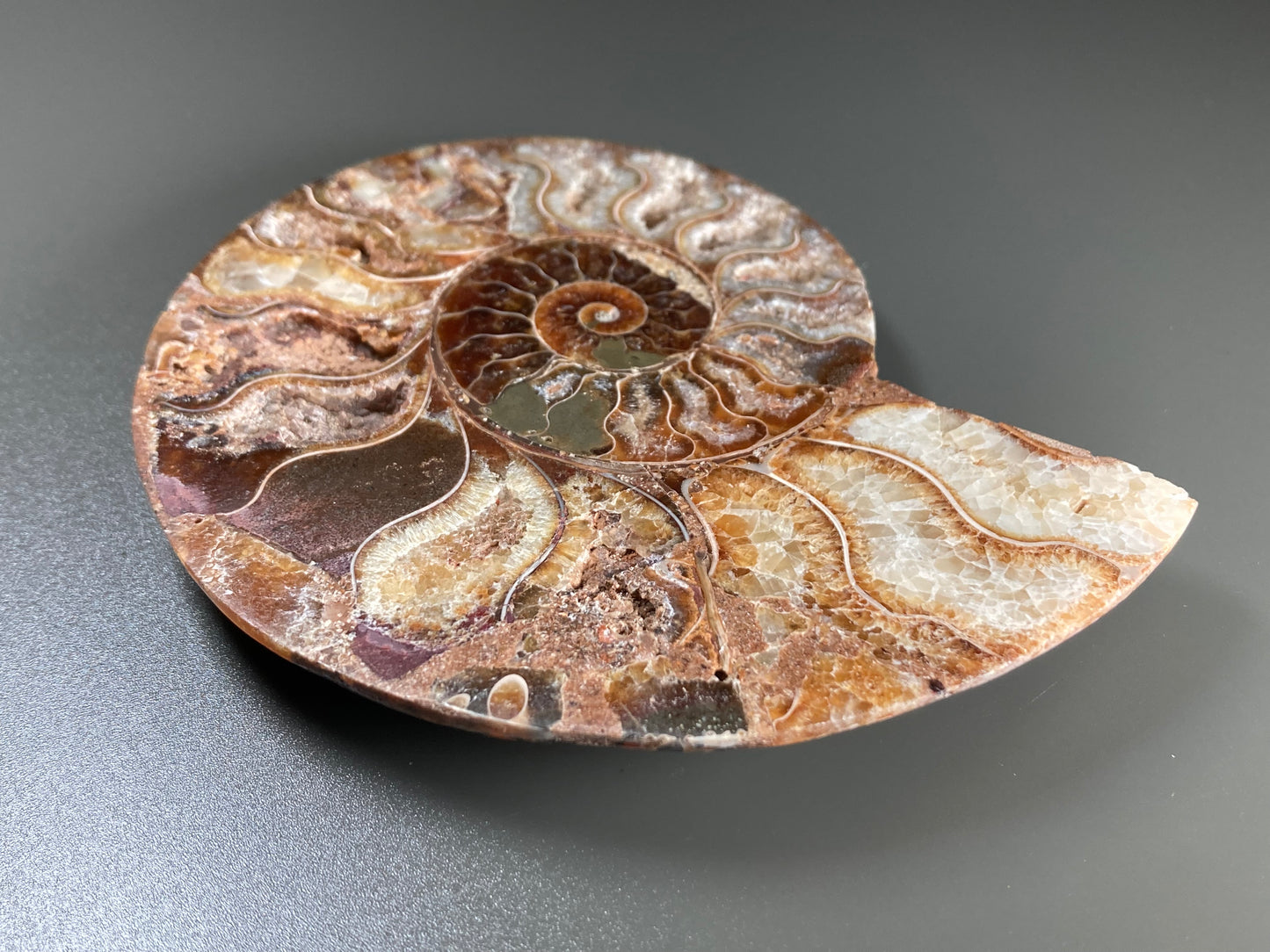 Polished Ammonite Fossil