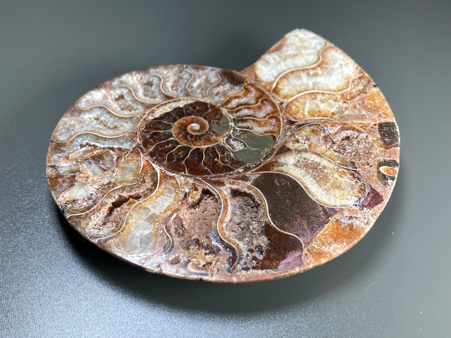 Polished Ammonite Fossil