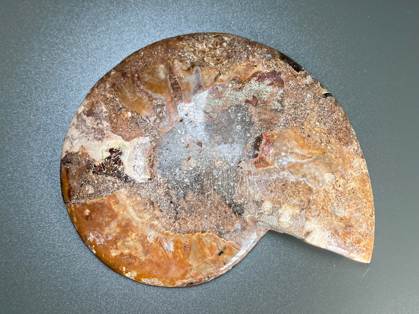 Polished Ammonite Fossil