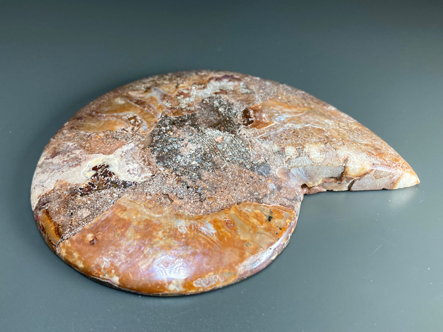 Polished Ammonite Fossil