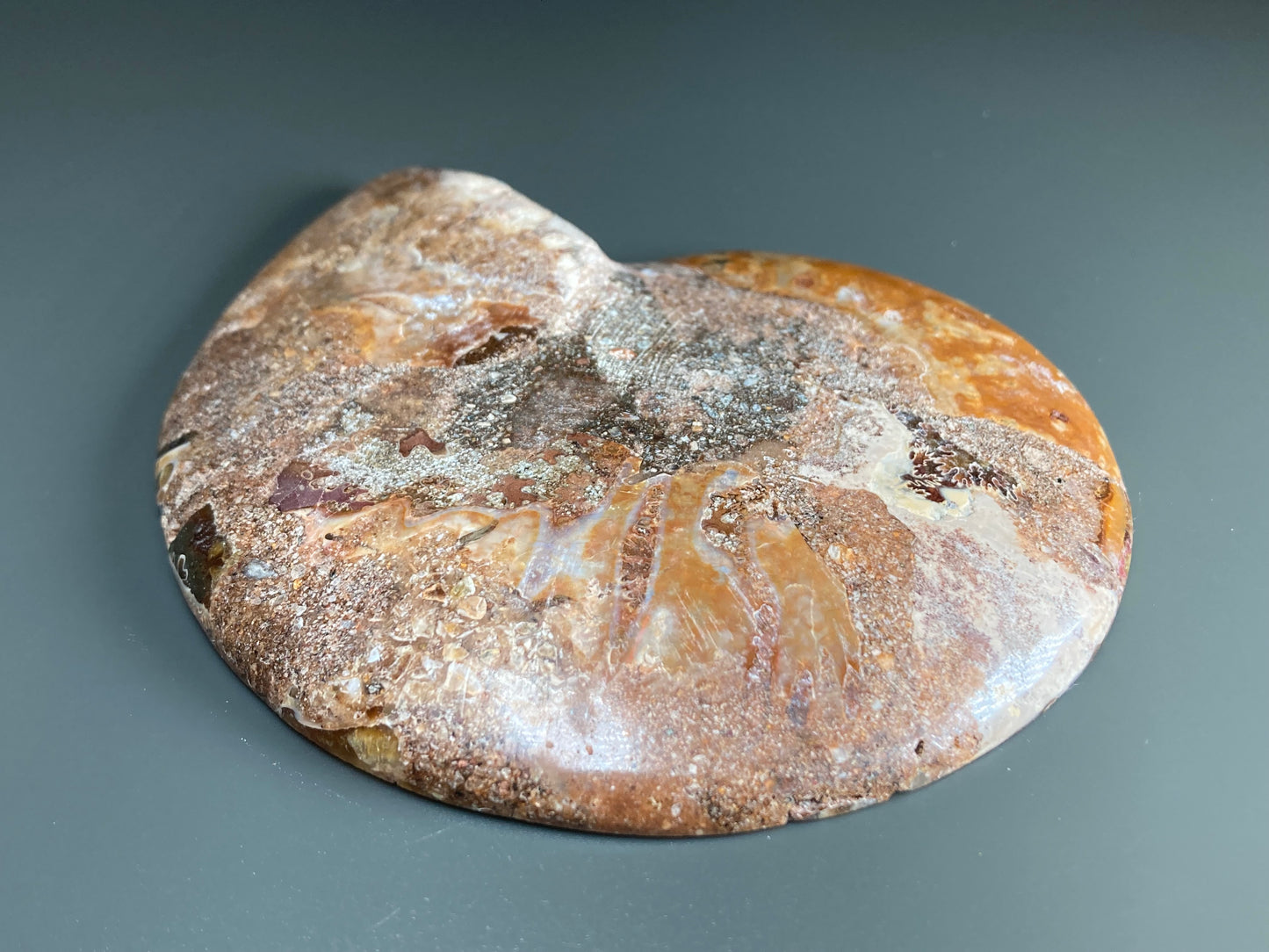 Polished Ammonite Fossil