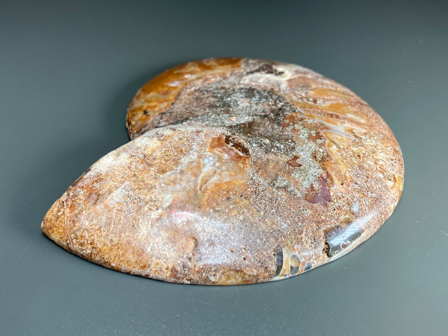 Polished Ammonite Fossil