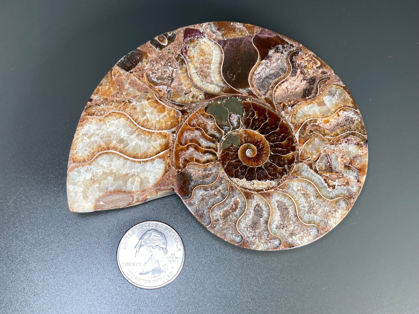 Polished Ammonite Fossil