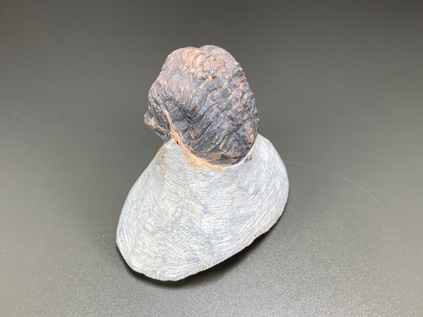 Trilobyte Fossil