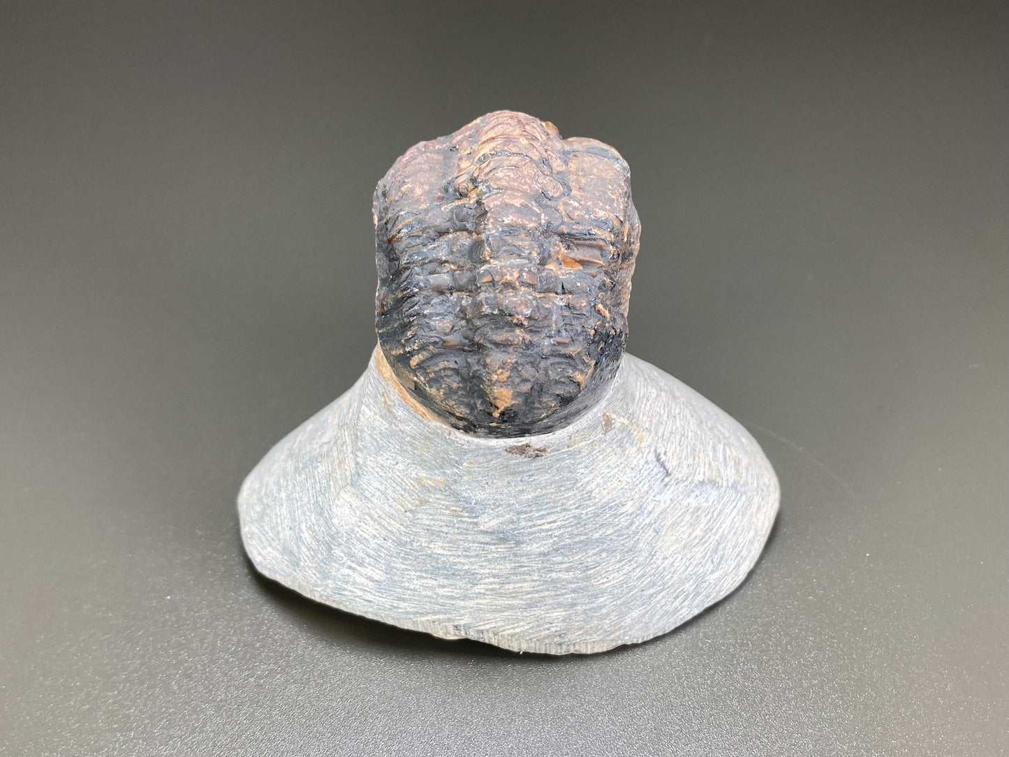 Trilobyte Fossil