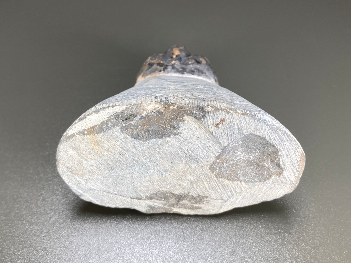 Trilobyte Fossil