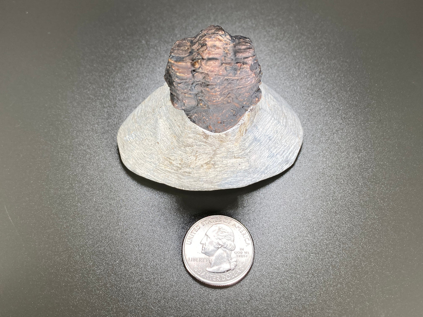 Trilobyte Fossil