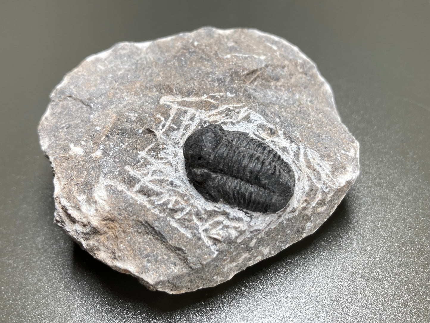 Trilobyte Fossil