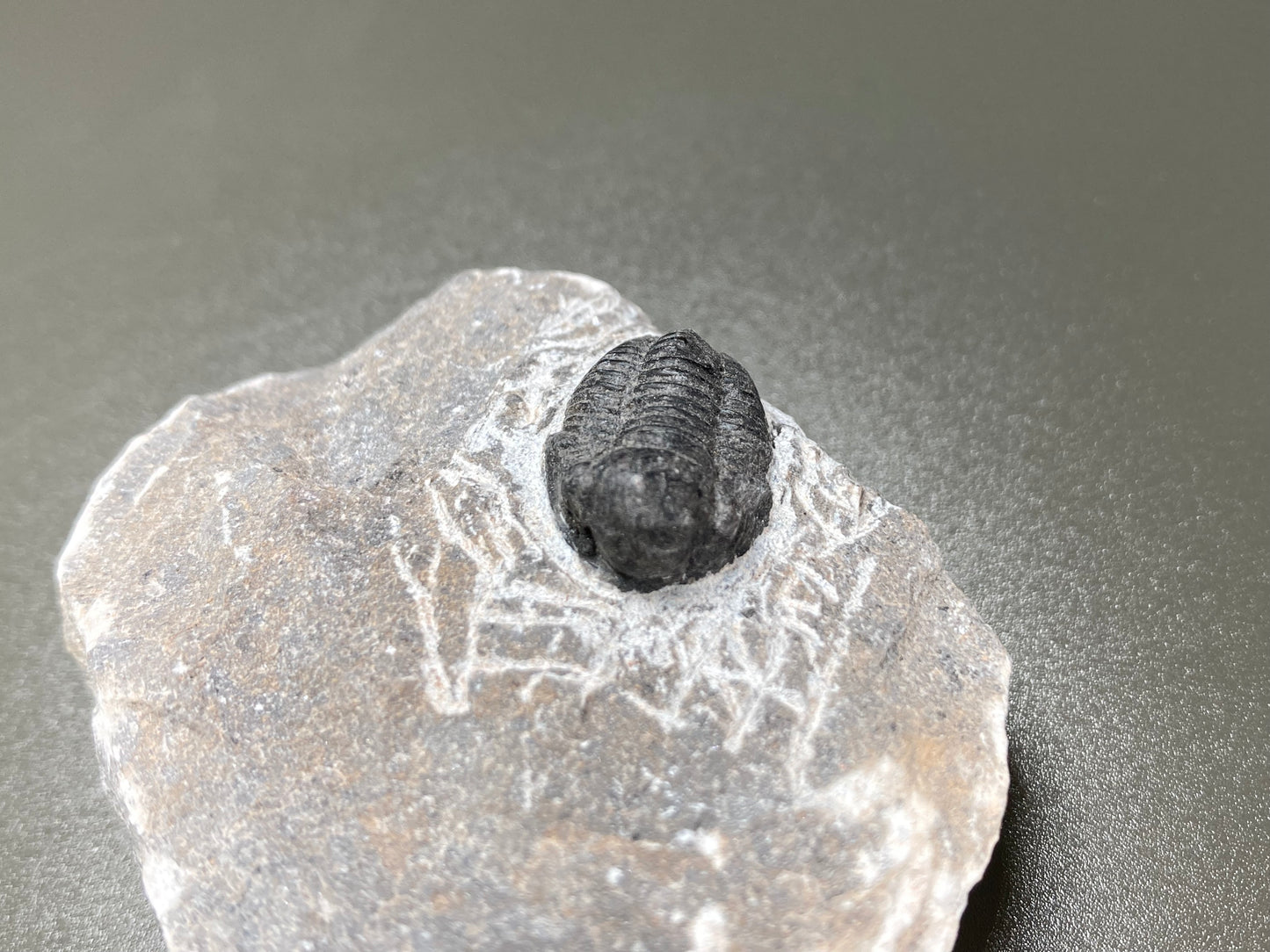 Trilobyte Fossil